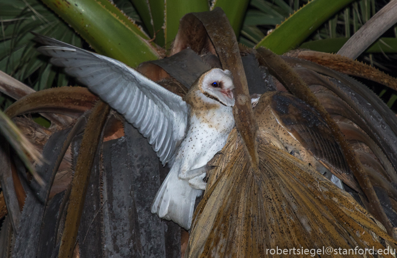 barn owls